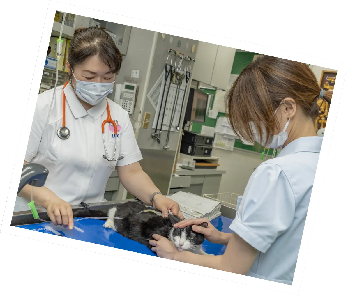獣医師・動物看護師 募集中!